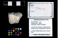 Foto (Objekt + Etikett) von Decapoda indet.  (NHMW-GEO-2014-0194-0944)